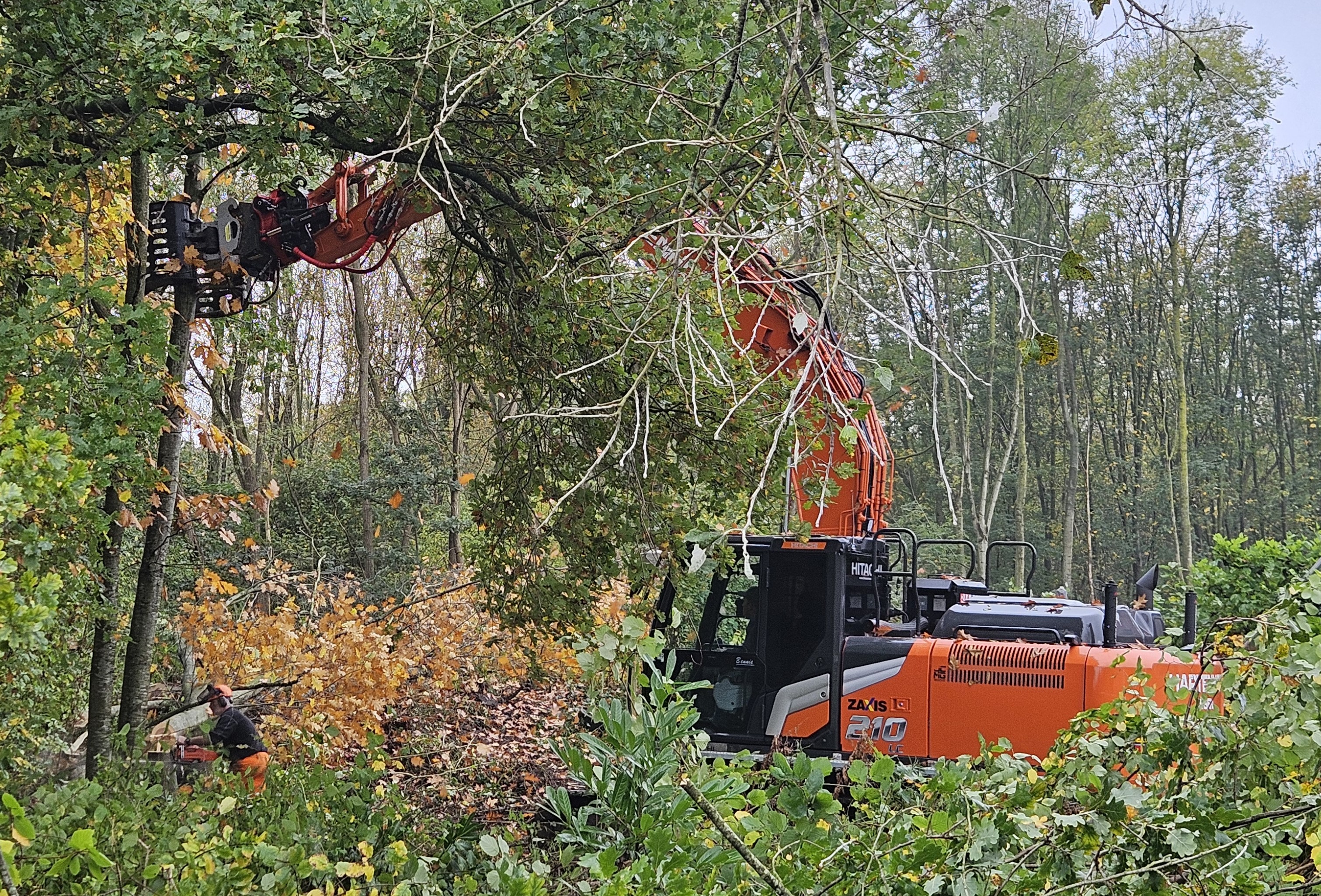 Snoei- en velwerkzaamheden Roege Bos